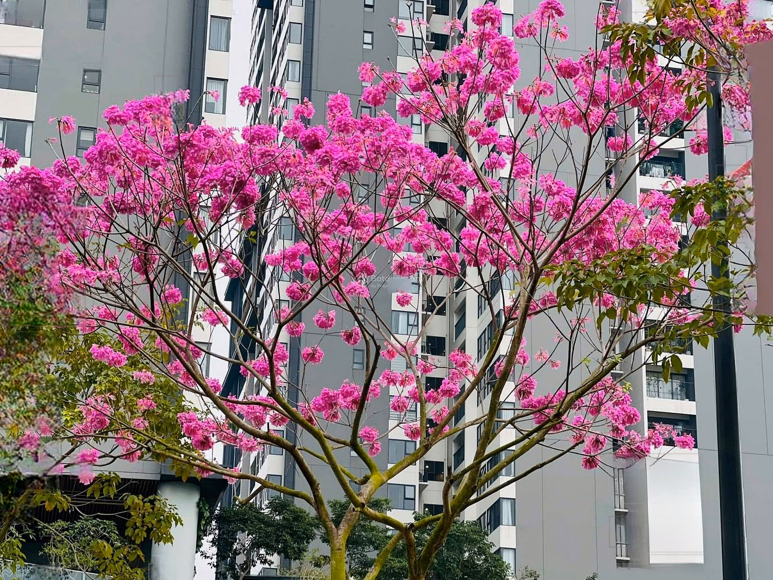 Update the fund of apartments being sold at good prices at Park Kiara apartment - ParkCity Hanoi urban area***