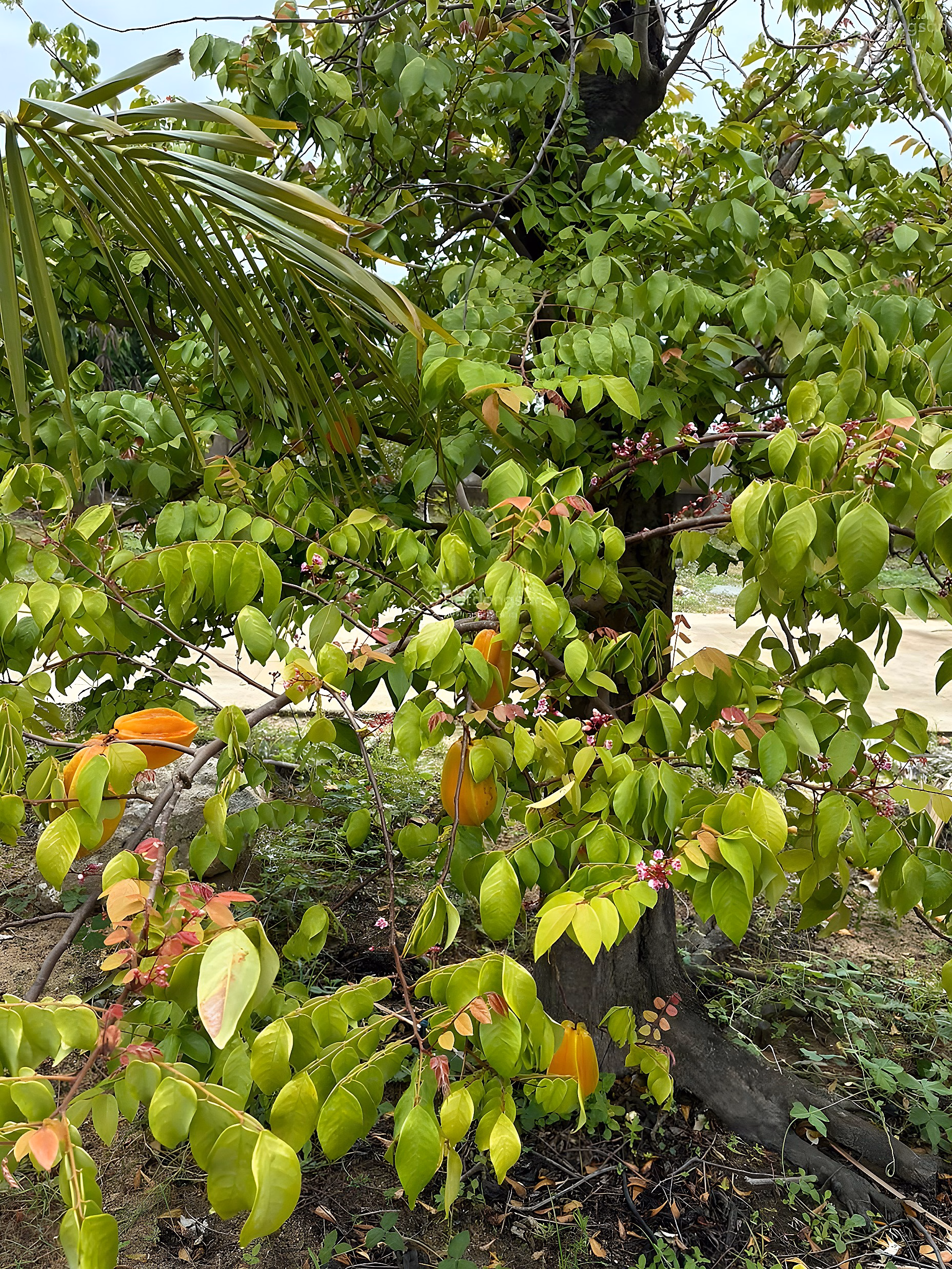 Garden house for rent 1,500 m2 near SunGroup Vung Tau project, beautiful sea view, price 5 million for those who like gardens