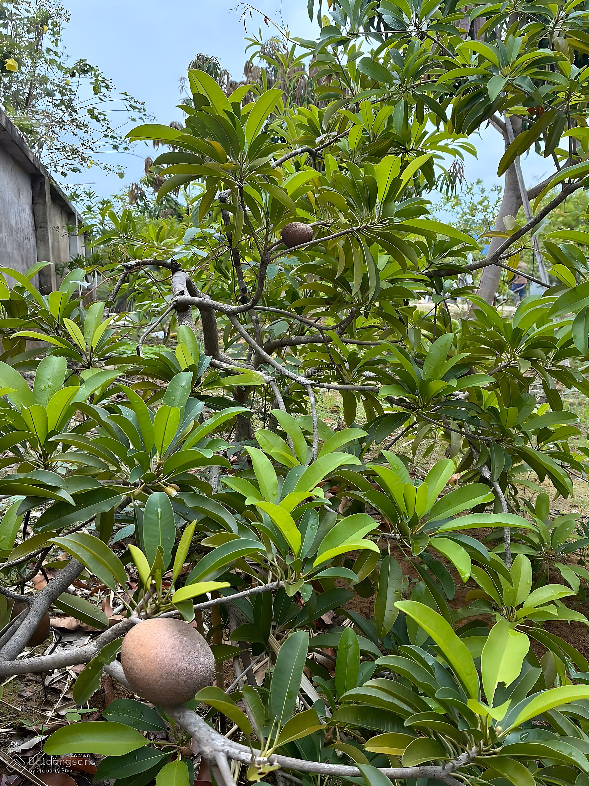 Garden house for rent 1,500 m2 near SunGroup Vung Tau project, beautiful sea view, price 5 million for those who like gardens