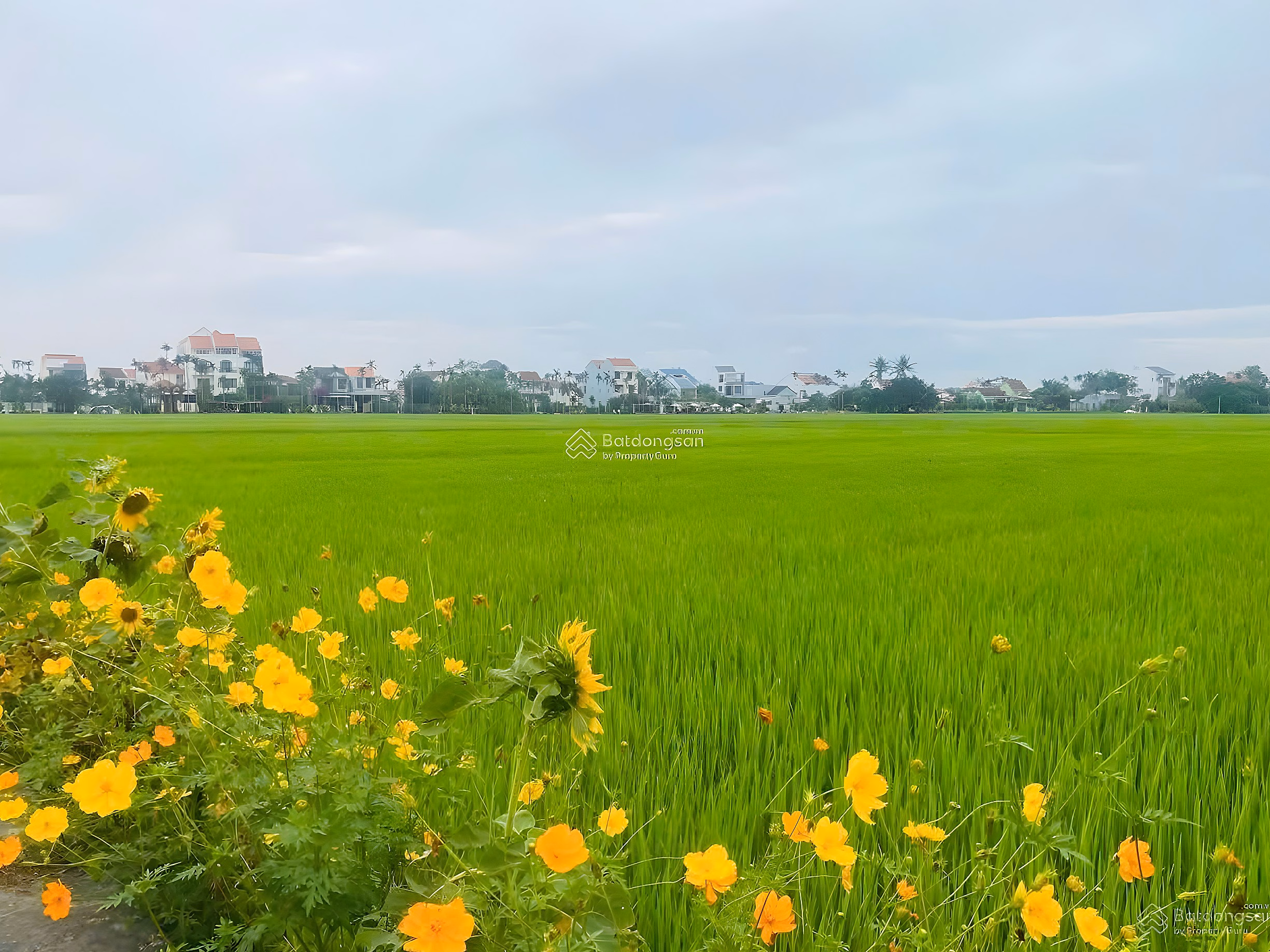 Rare product, view of rice fields in front of Le Thanh Tong, fertile land, most beautiful location in the area
