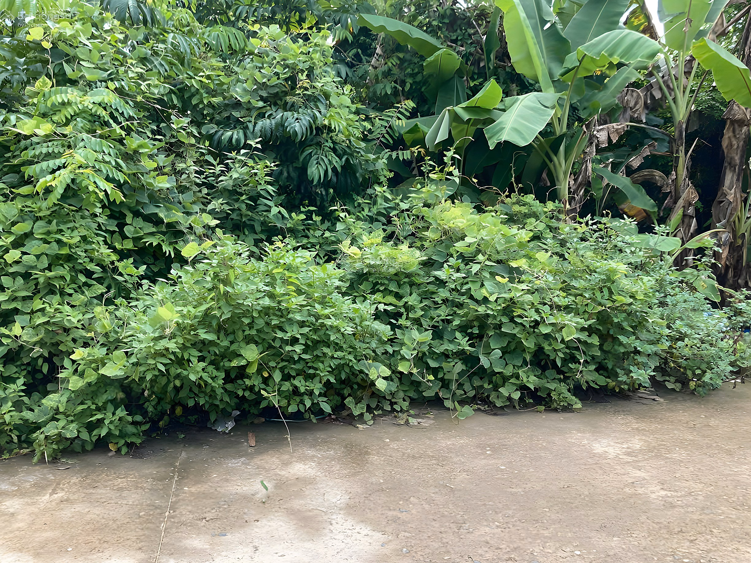 Selling land plot at 30/4 Duong To Phu Quoc street 114m2 MT 6m front concrete road 5m with 60m2 residential land