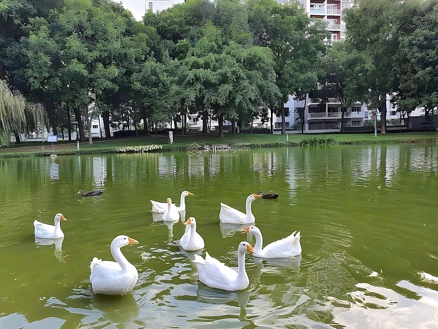 Apartment for rent at Emerald - Celadon City, 10.5 million VND, 55m2, 1 bedroom, 1 bathroom