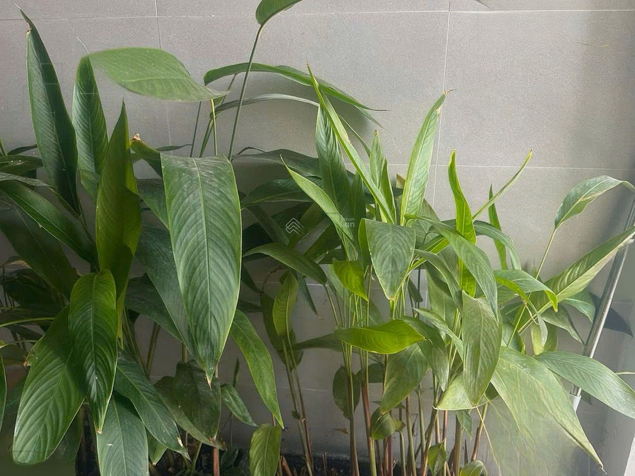 The owner rents an apartment in Hoang Anh Gia Lai 72 Ham Nghi, Thanh Khe Ward***