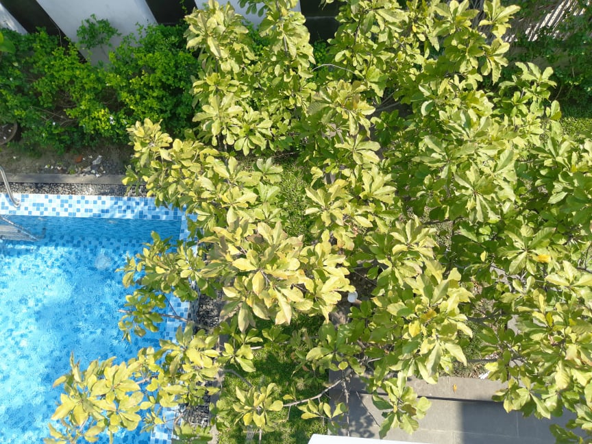 Stunning 6 Bedrooms Pool Villa Near My Khe Beach for rent, Da Nang