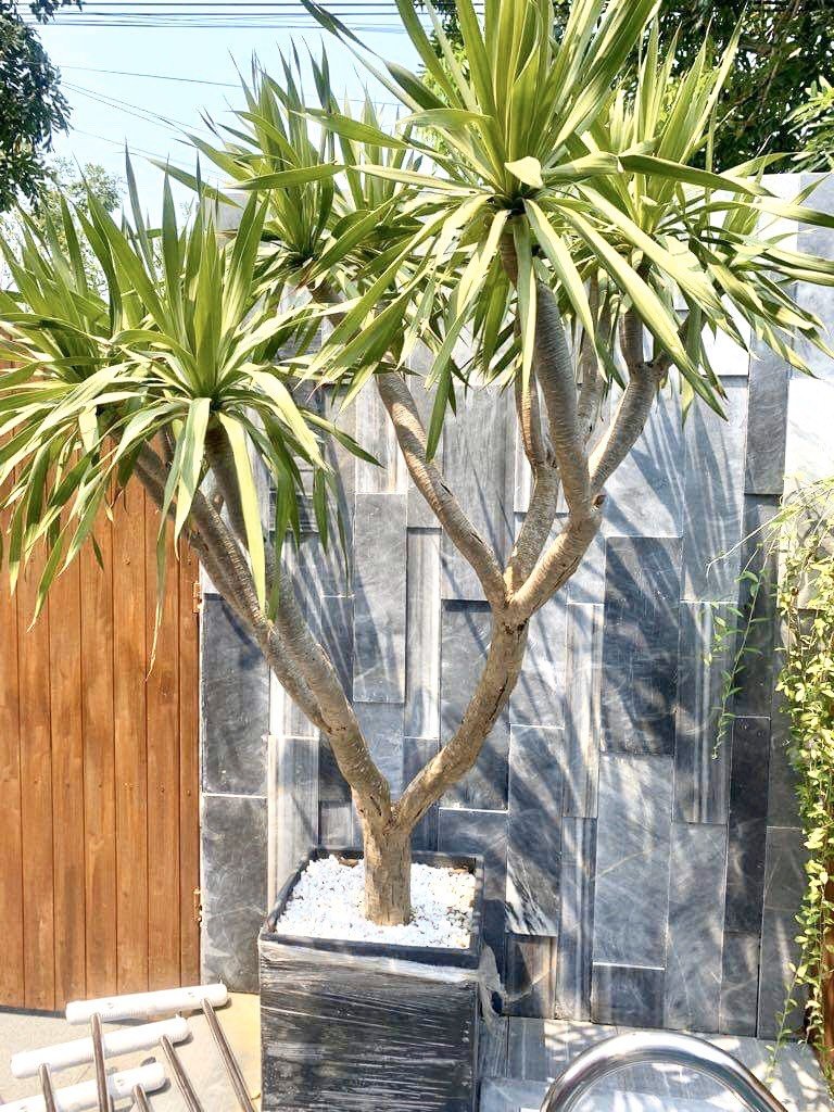 Luxury Four Bedrooms Villa for Rent in Nam Viet A, Da Nang