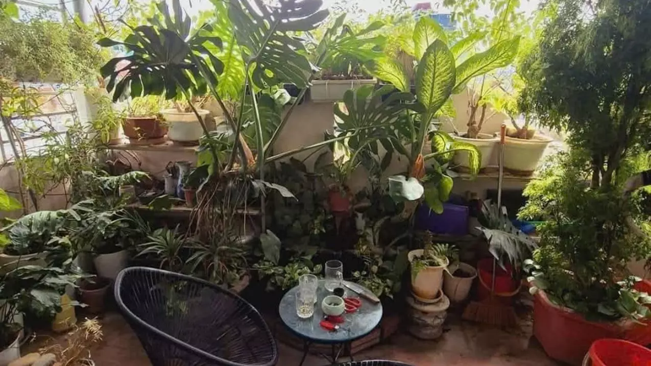 Hoang Mai