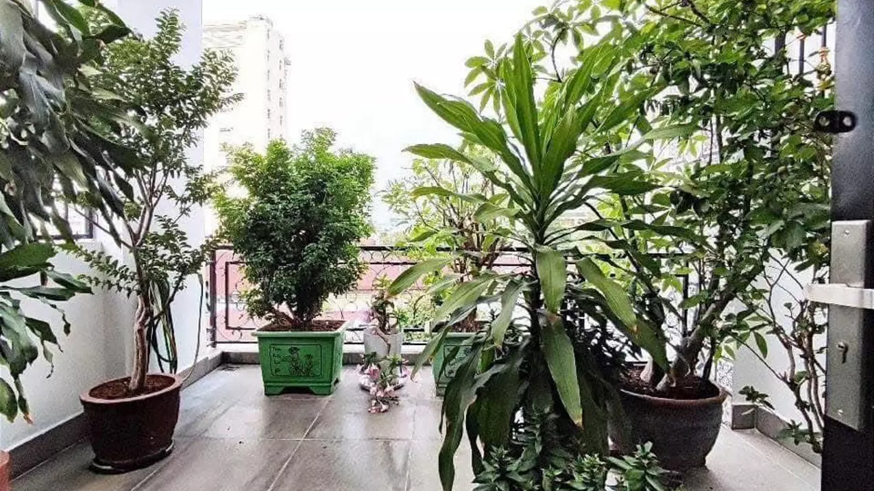 Hoang Mai