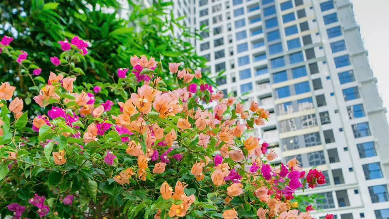 apartment for sale at lumiere boulevard, 4.4 billion, 73 m2, 2 bedrooms, 2 bathrooms, super bargain price