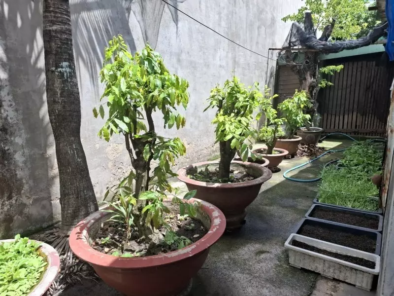 Tan Phu