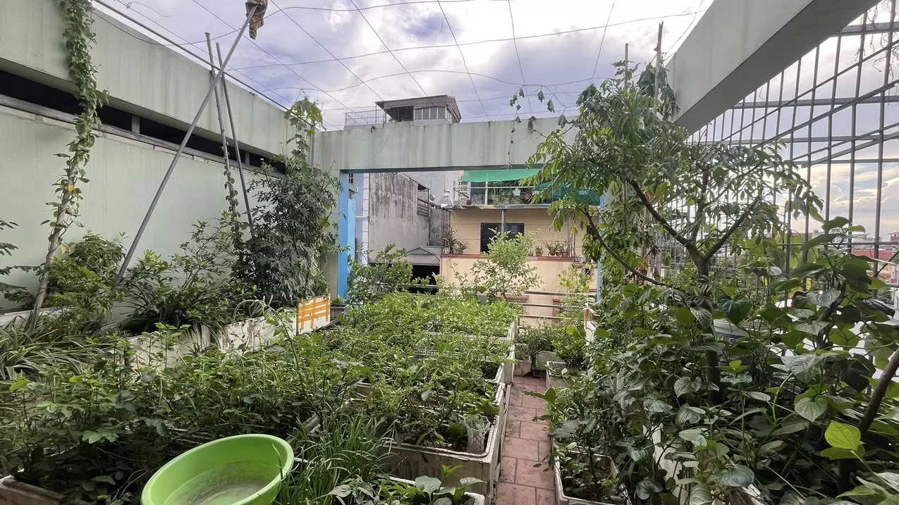 Hoang Mai