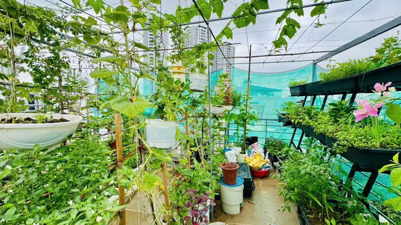 Hoang Mai