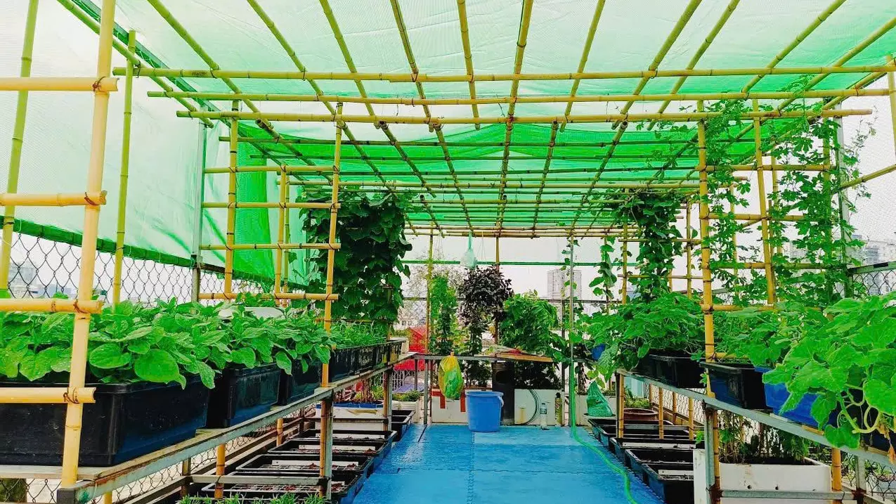 Hoang Mai