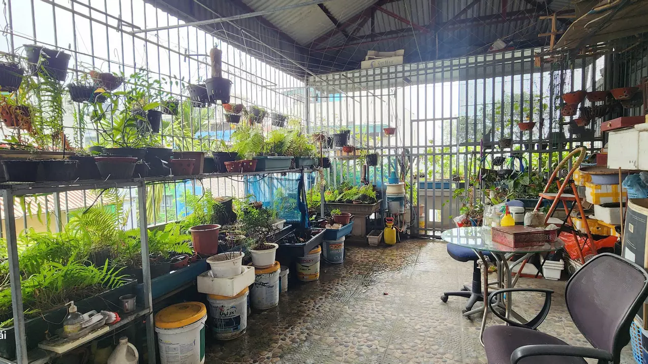 Hoang Mai