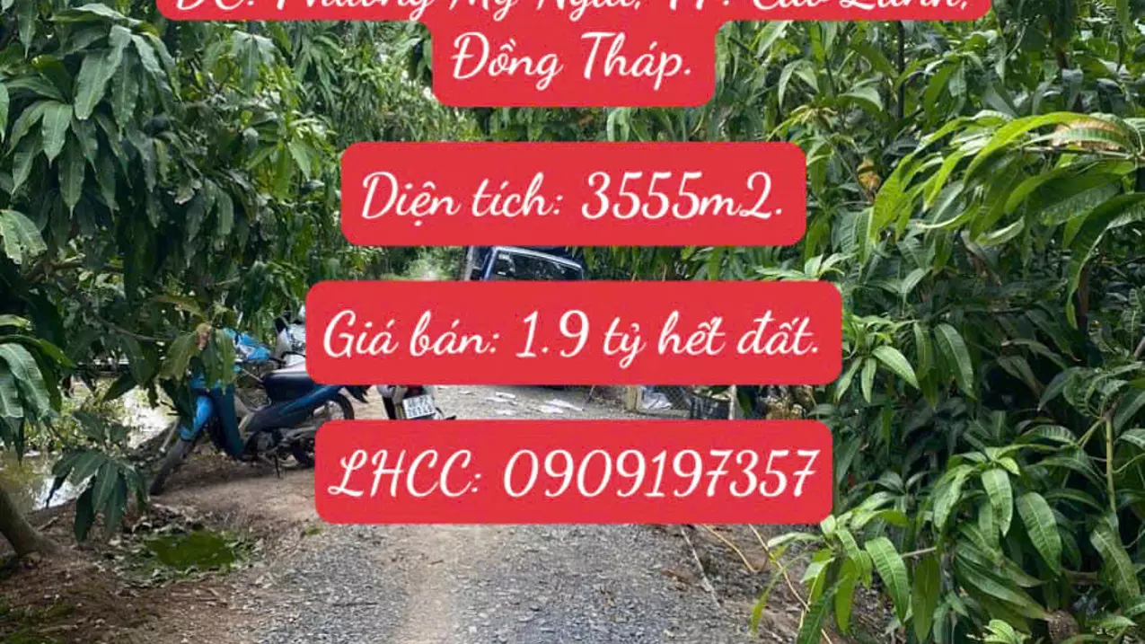 selling 3555m2 (more than 3.5 units) of land specializing in growing wet rice, growing mango trees in cao lanh