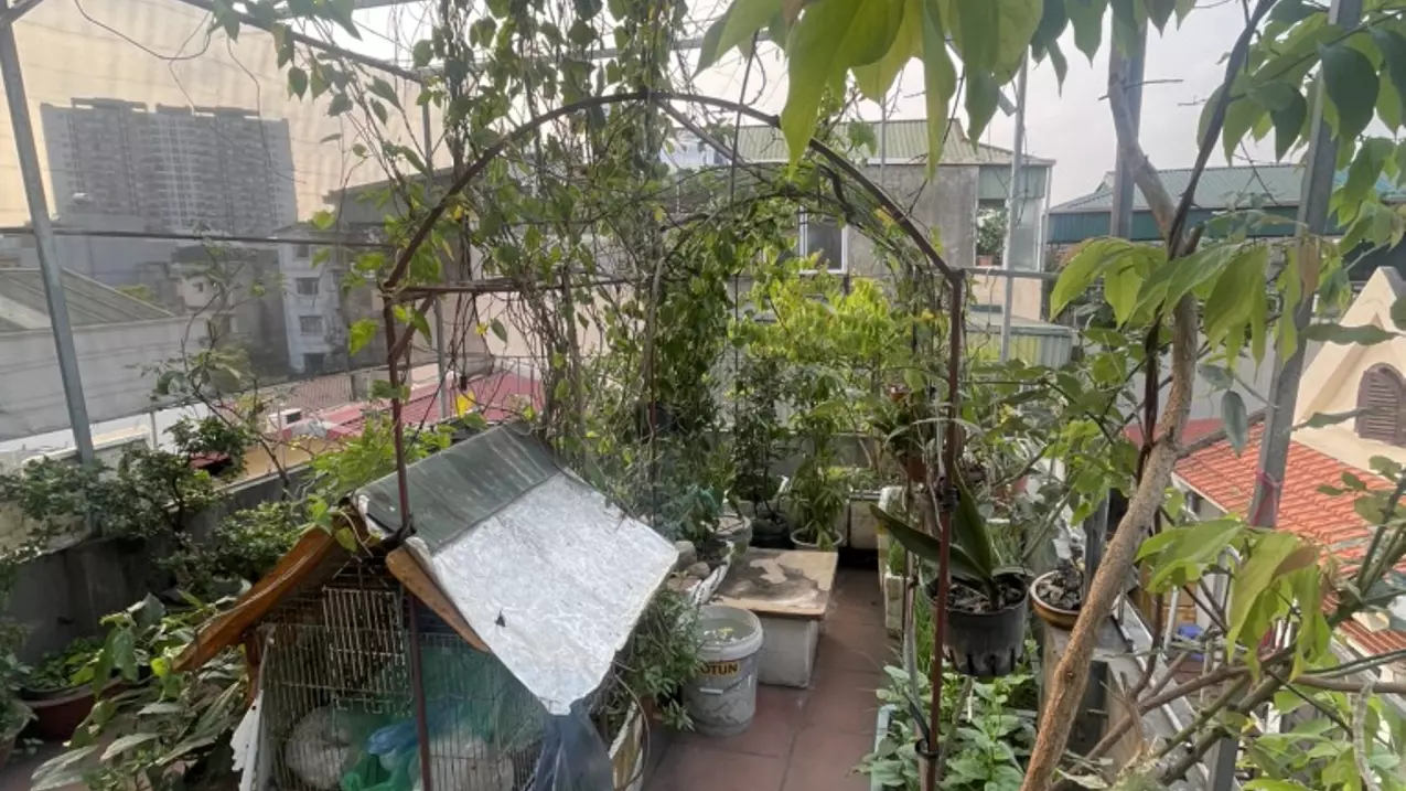Hoang Mai