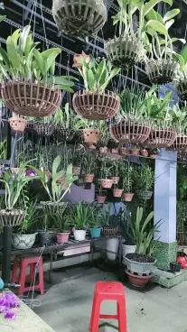 Tan Binh
