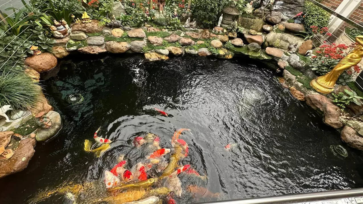 Hoang Mai