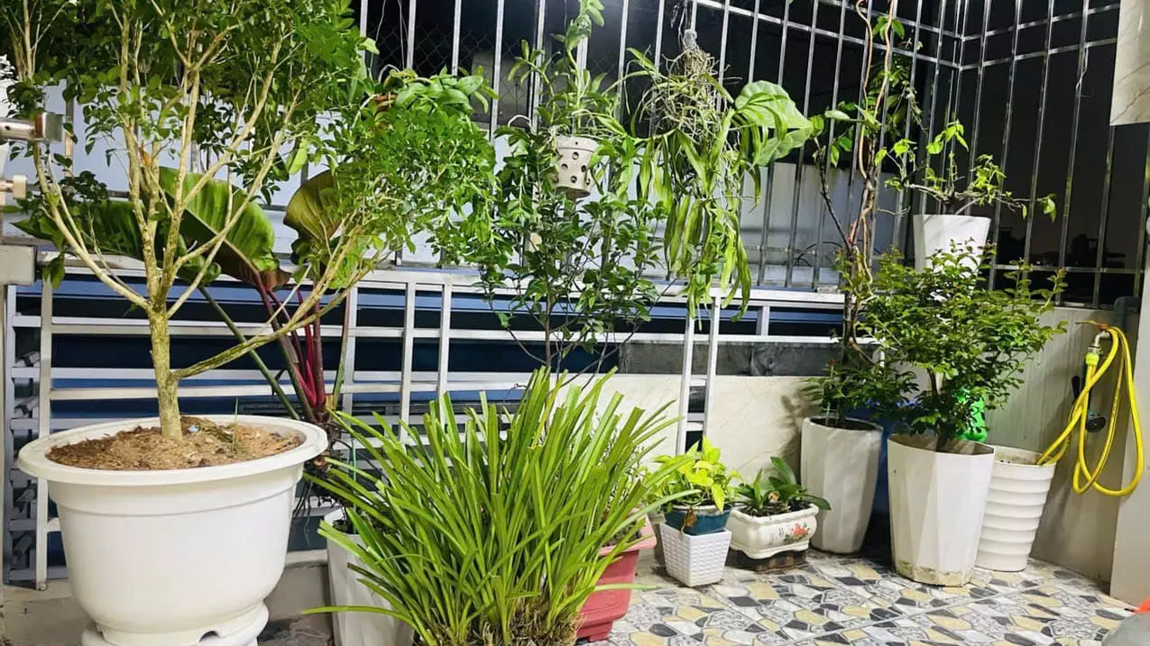 Hoang Mai