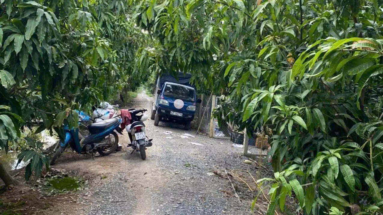 selling 3555m2 (more than 3.5 units) of land specializing in growing wet rice, growing mango trees in cao lanh