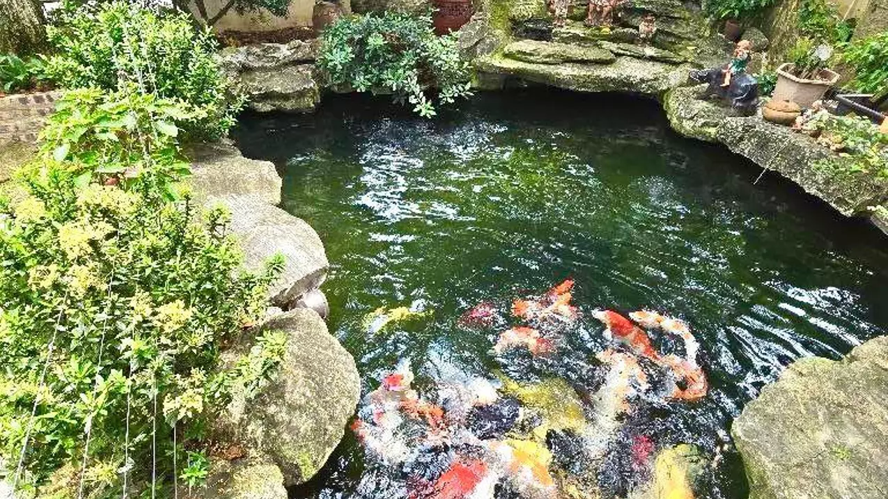 Hoang Mai