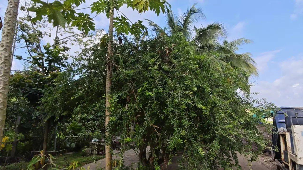 Ninh Kieu