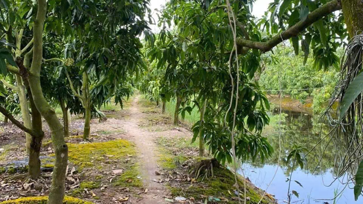 selling 3555m2 (more than 3.5 units) of land specializing in growing wet rice, growing mango trees in cao lanh