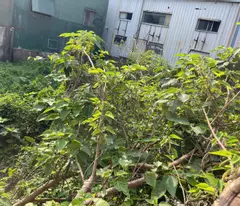 for sale 104m of land thach cau, long bien mt 5m, car, commercial, price 7.6ty.
