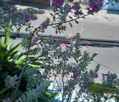 level 4 house for sale with 2 open side (main street tran nguyen han 12m nha trang