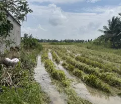 sale of land in zone 4, vi thanh city, hau giang province (near chin tien bridge, national highway 61c), price