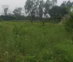 selling 3 hectares of industrial land in van giang, hung yen. about 300m from road 379