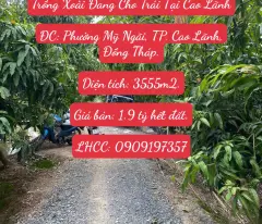 selling 3555m2 (more than 3.5 units) of land specializing in growing wet rice, growing mango trees in cao lanh