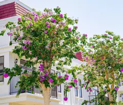 selling la vida vung tau twin lap villa, loss of 900 million, 177m2 of land